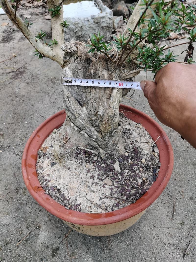 盆景水杨梅