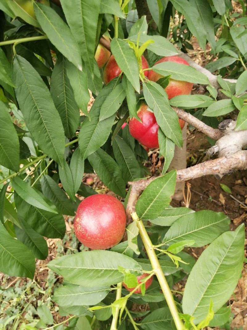 陕西露天油桃，中油16