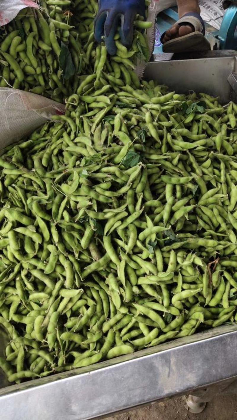 精品开心绿毛豆，大量上市中，全国各地发货