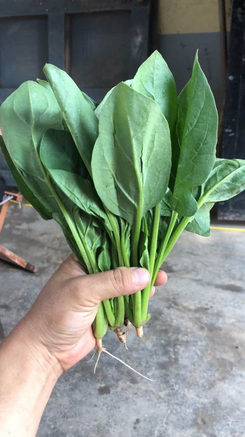 精品圆叶菠菜大量上市，欢迎各位老板采购，