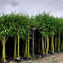 大佛肚竹种型优美，方便种植。规格多样，任君优选！