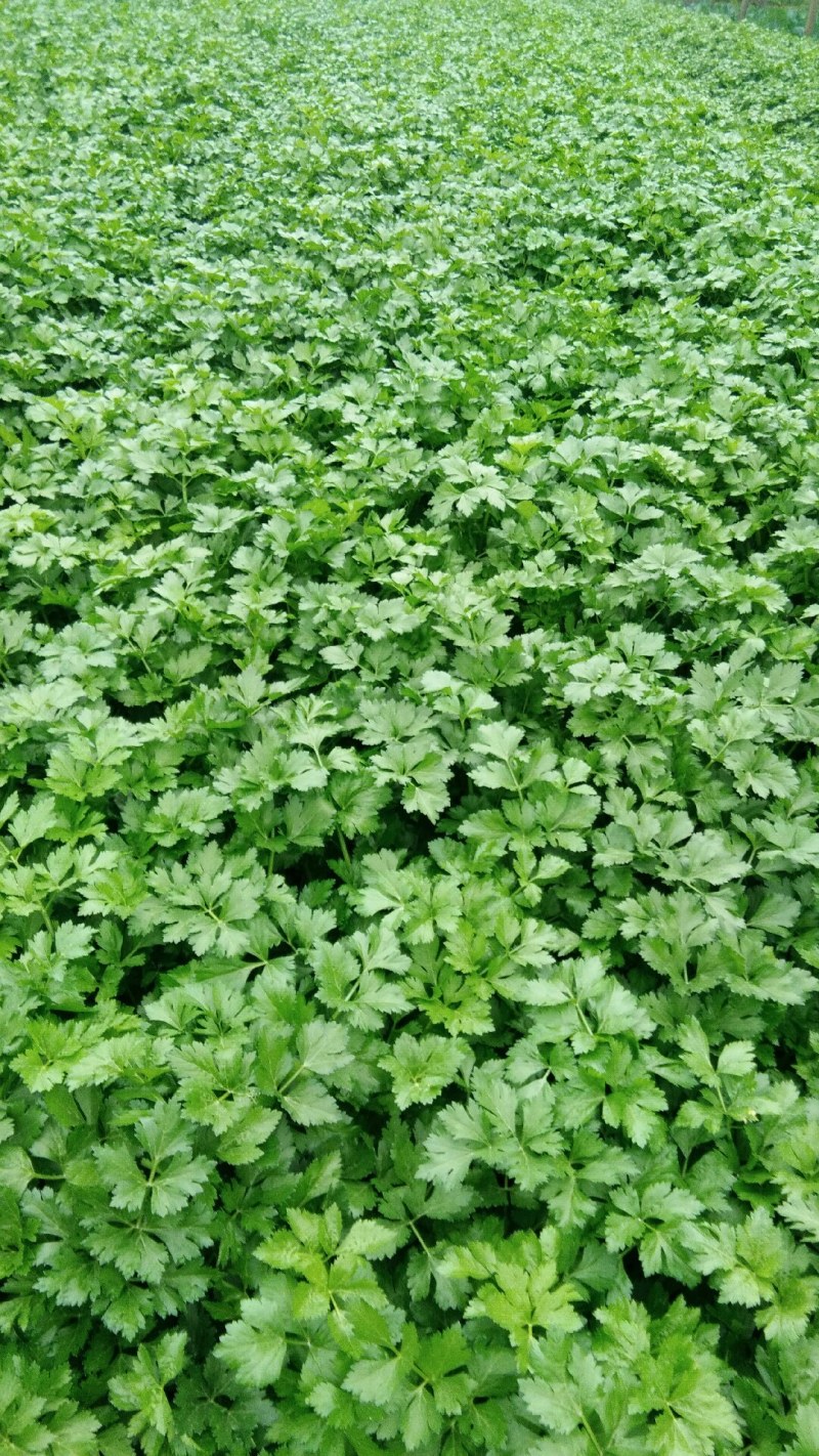 种植户直销。