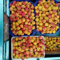 串枝红杏大量上市了