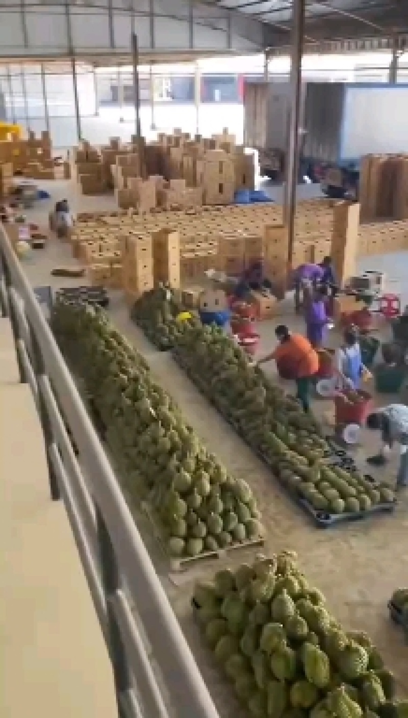 泰国金枕榴莲，可整柜订货，产地带包装贴牌等业务