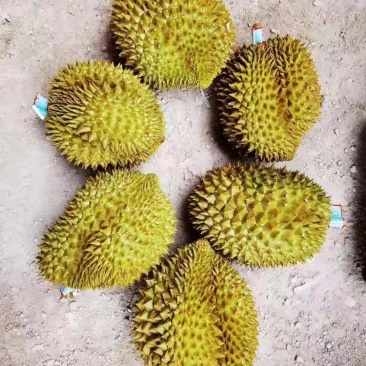 泰国金枕榴莲，可整柜订货，产地带包装贴牌等业务