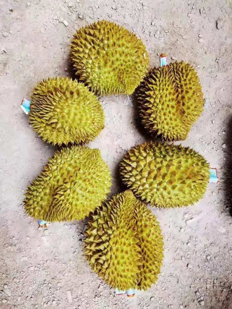 泰国金枕榴莲，可整柜订货，产地带包装贴牌等业务