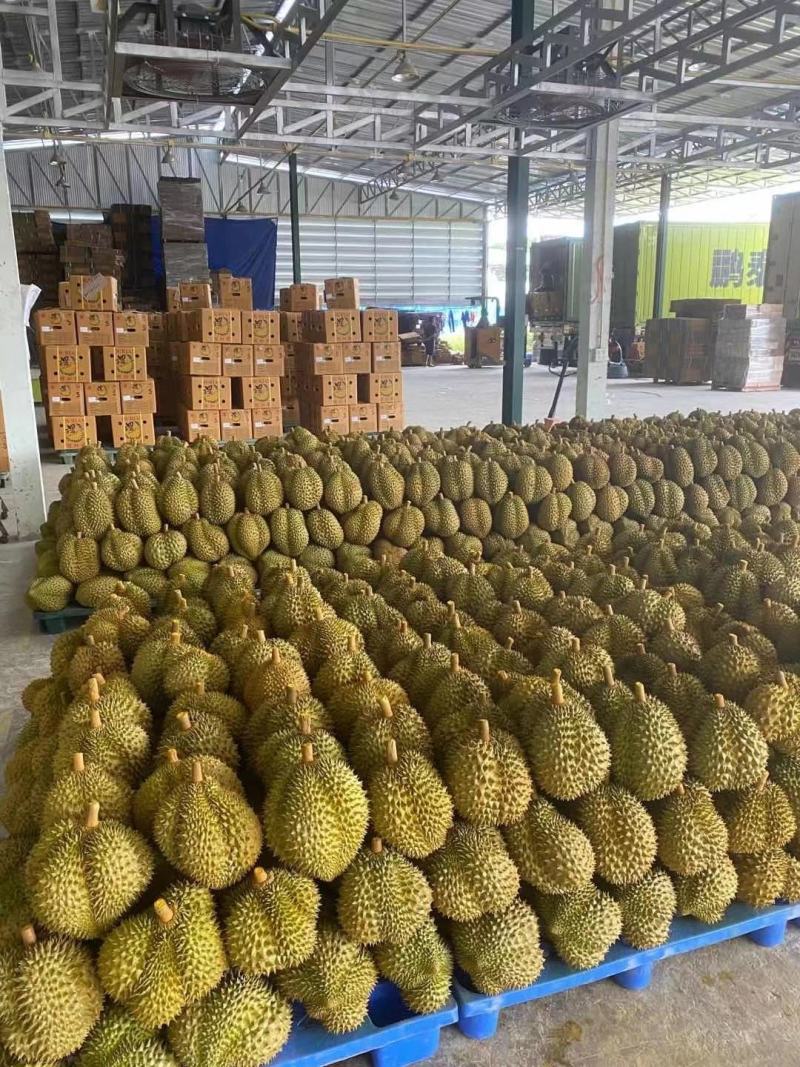 泰国金枕榴莲，可整柜订货，产地带包装贴牌等业务