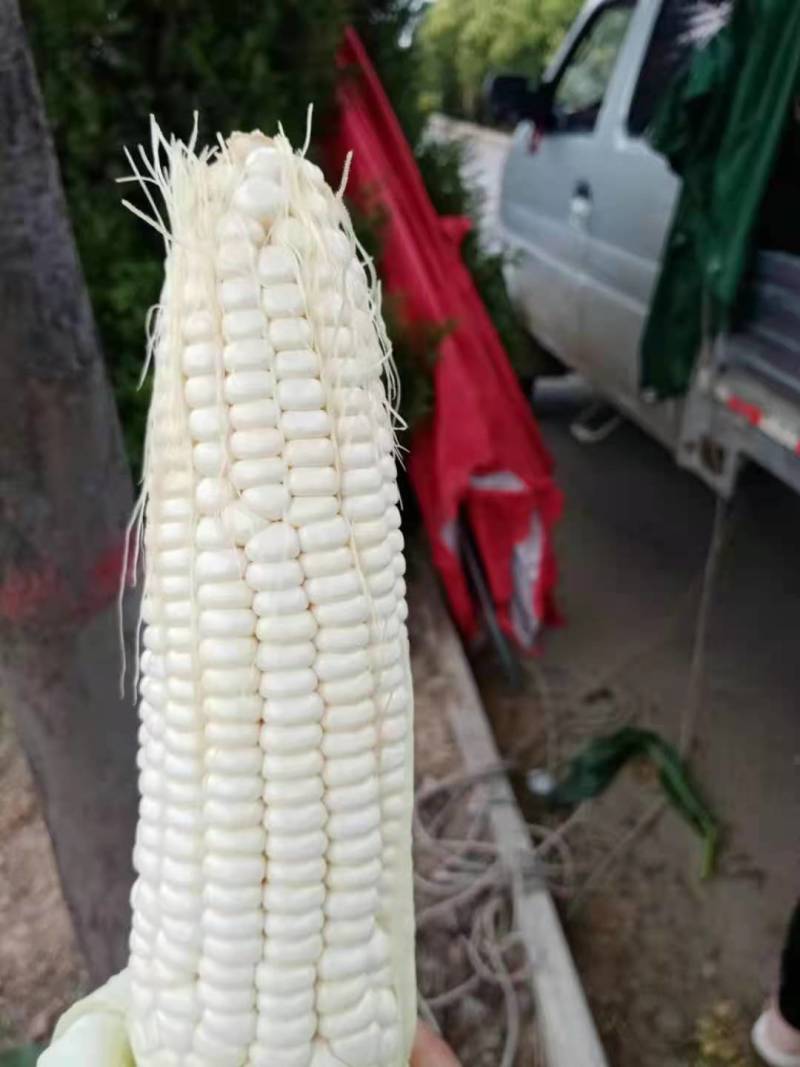陕西渭南市大荔沙底新鲜露地白玉米大量有货欢迎新老客户前来
