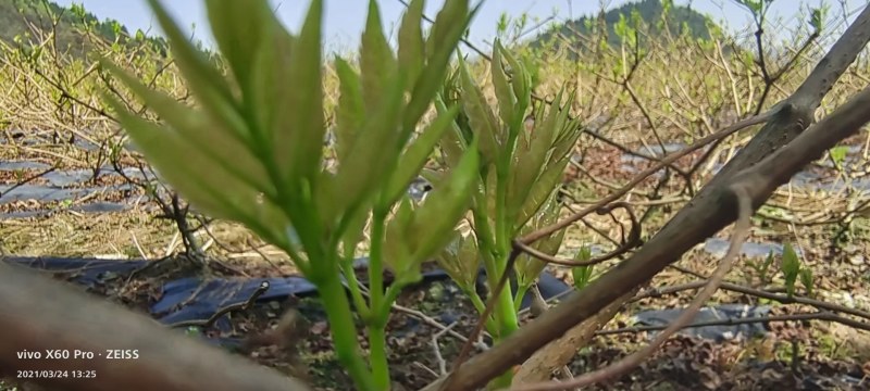 张家界罗塔塔坪高山莓茶