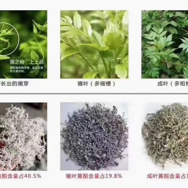 张家界罗塔塔坪高山莓茶