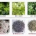 张家界罗塔塔坪高山莓茶