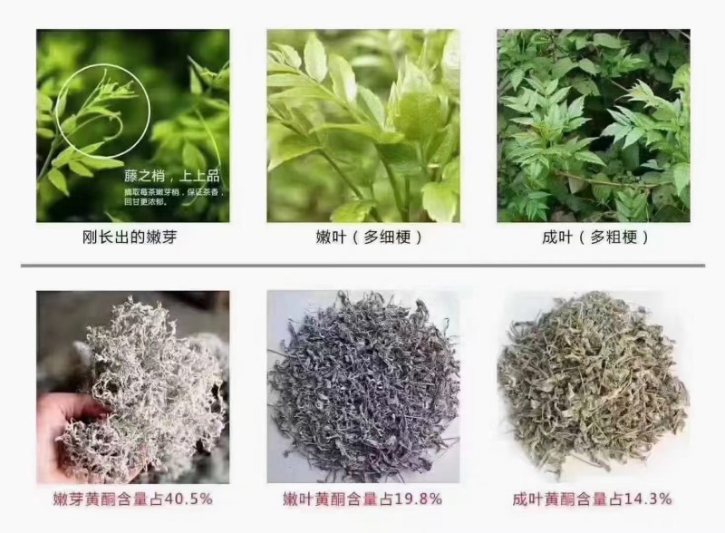 张家界罗塔塔坪高山莓茶