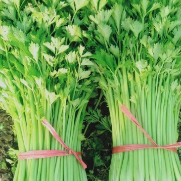 芹菜