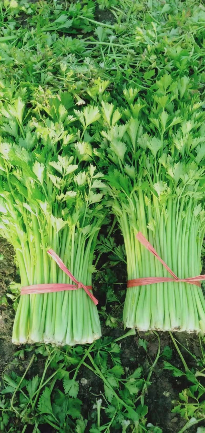 芹菜