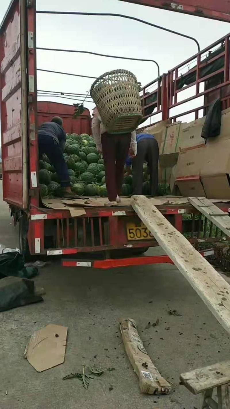 【牛商推荐】金密西瓜西瓜包熟包甜基地直发实力供货