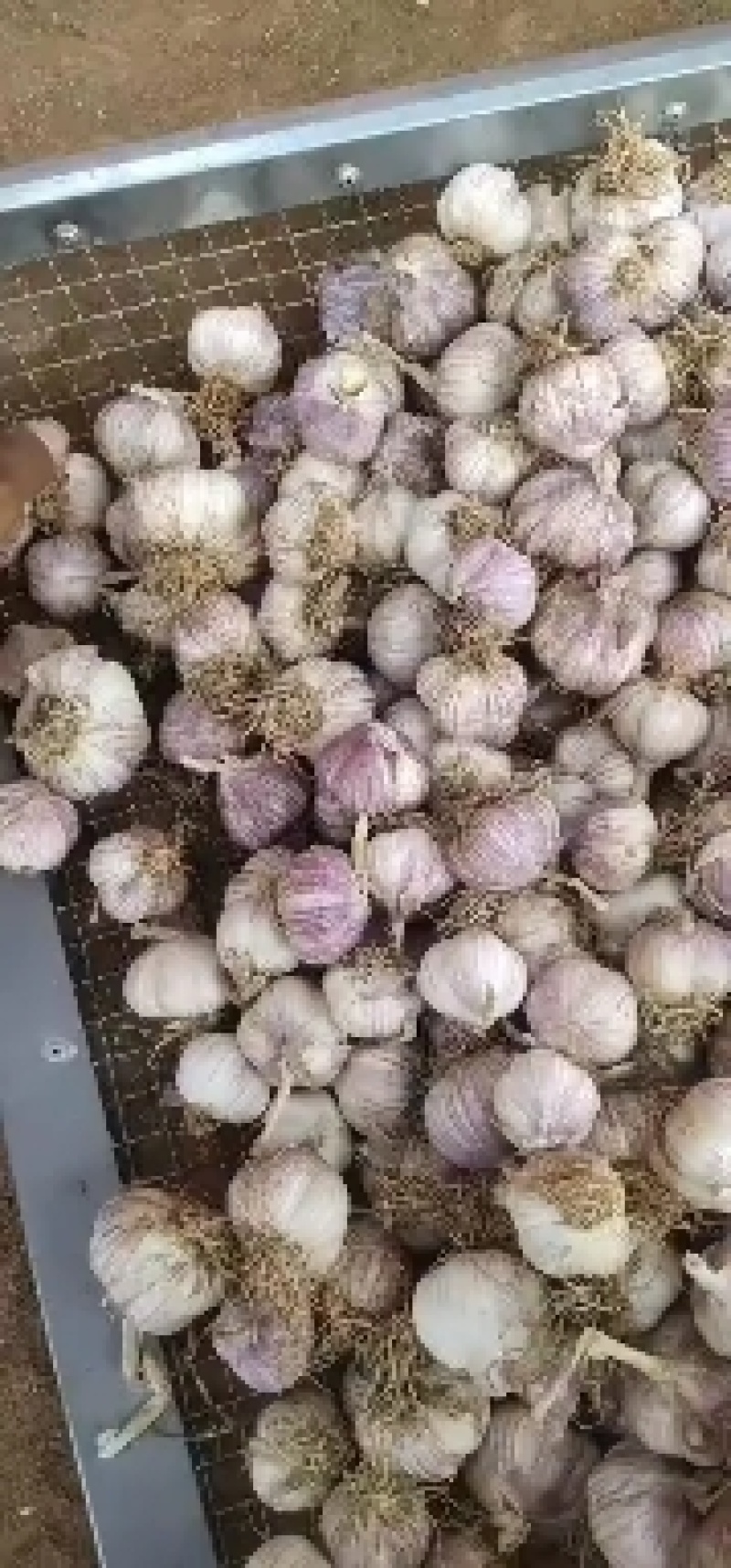 6月初独头蒜瓣蒜，光头蒜大量上市