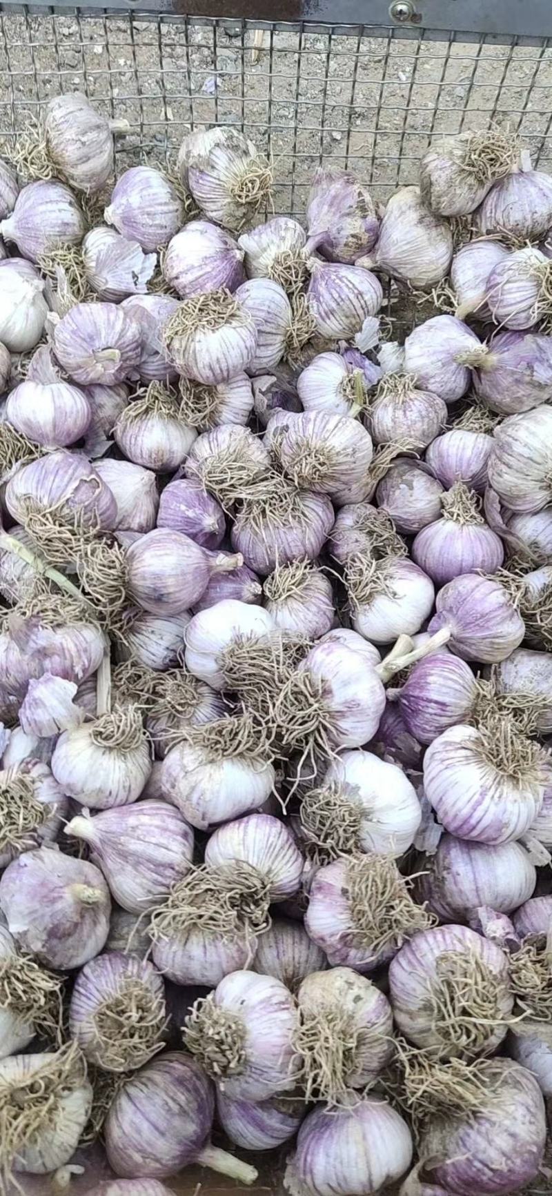 6月初独头蒜瓣蒜，光头蒜大量上市