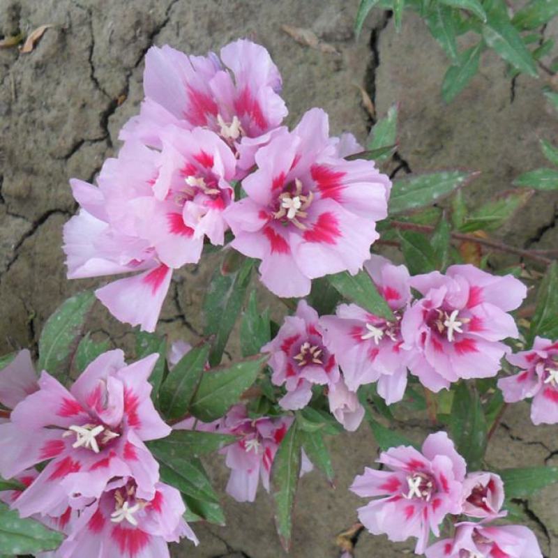 古代稀种子春夏播种易开花室外庭院阳台花卉盆栽种子