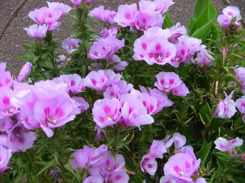 古代稀种子春夏播种易开花室外庭院阳台花卉盆栽种子