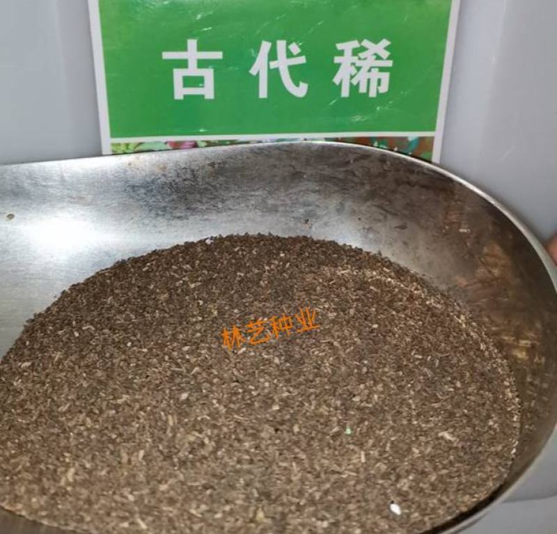 古代稀种子春夏播种易开花室外庭院阳台花卉盆栽种子
