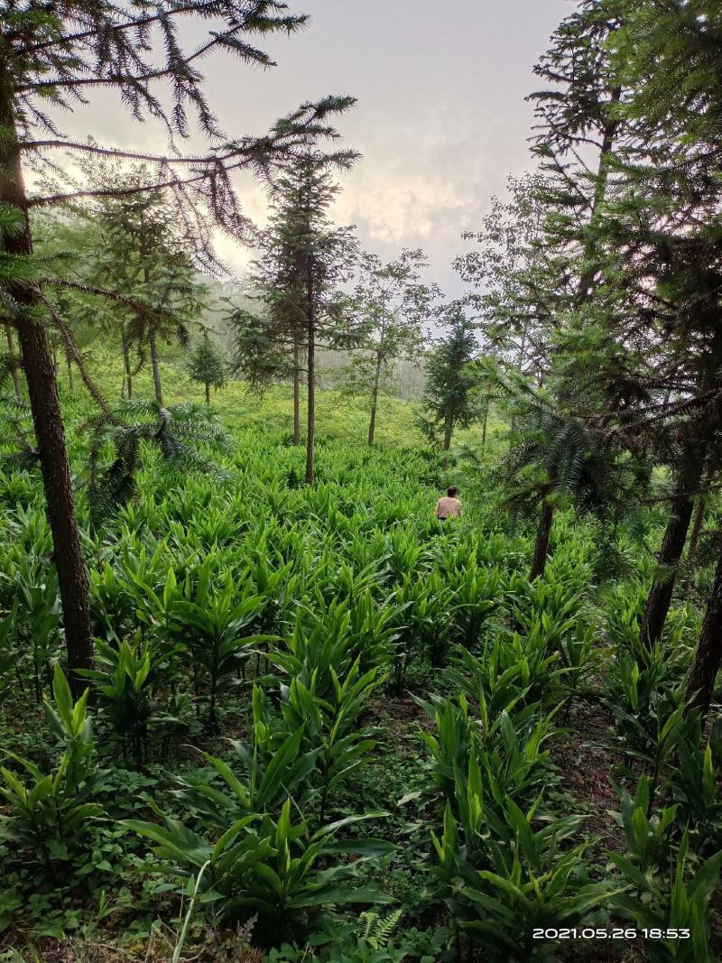 洋荷