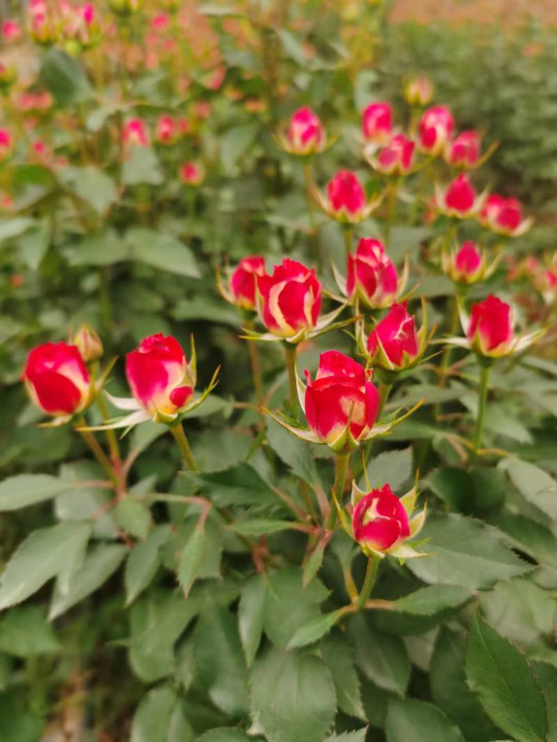 玫瑰鲜花基地直销鲜切花常年供应地摊花店婚庆