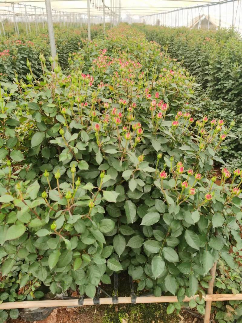 玫瑰鲜花基地直销鲜切花常年供应地摊花店婚庆