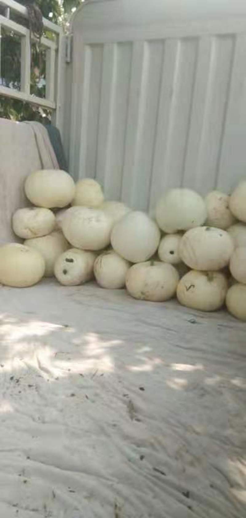 南瓜，白南瓜，量大，出货快