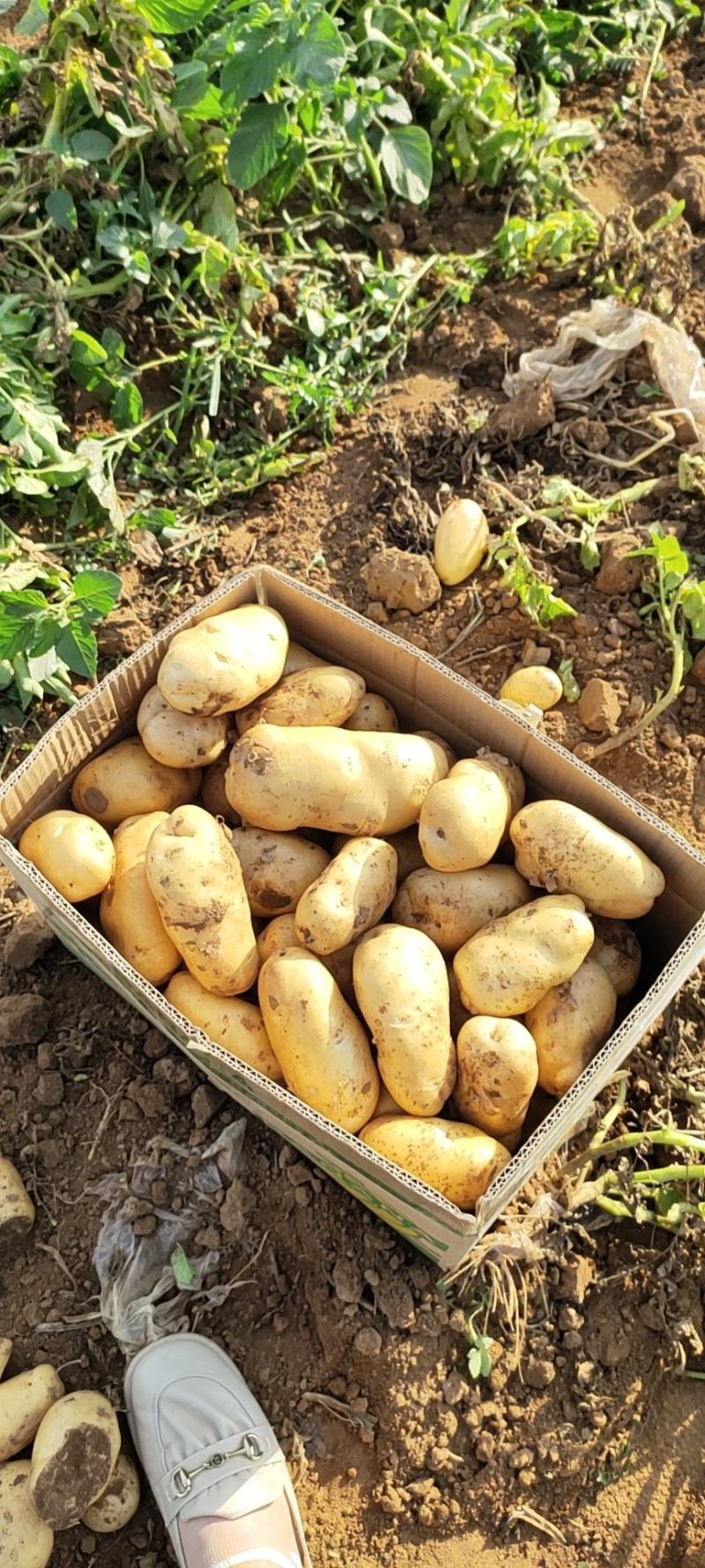 土豆，荷兰十五，量大