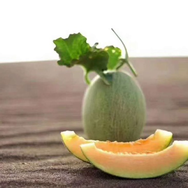 哈密瓜