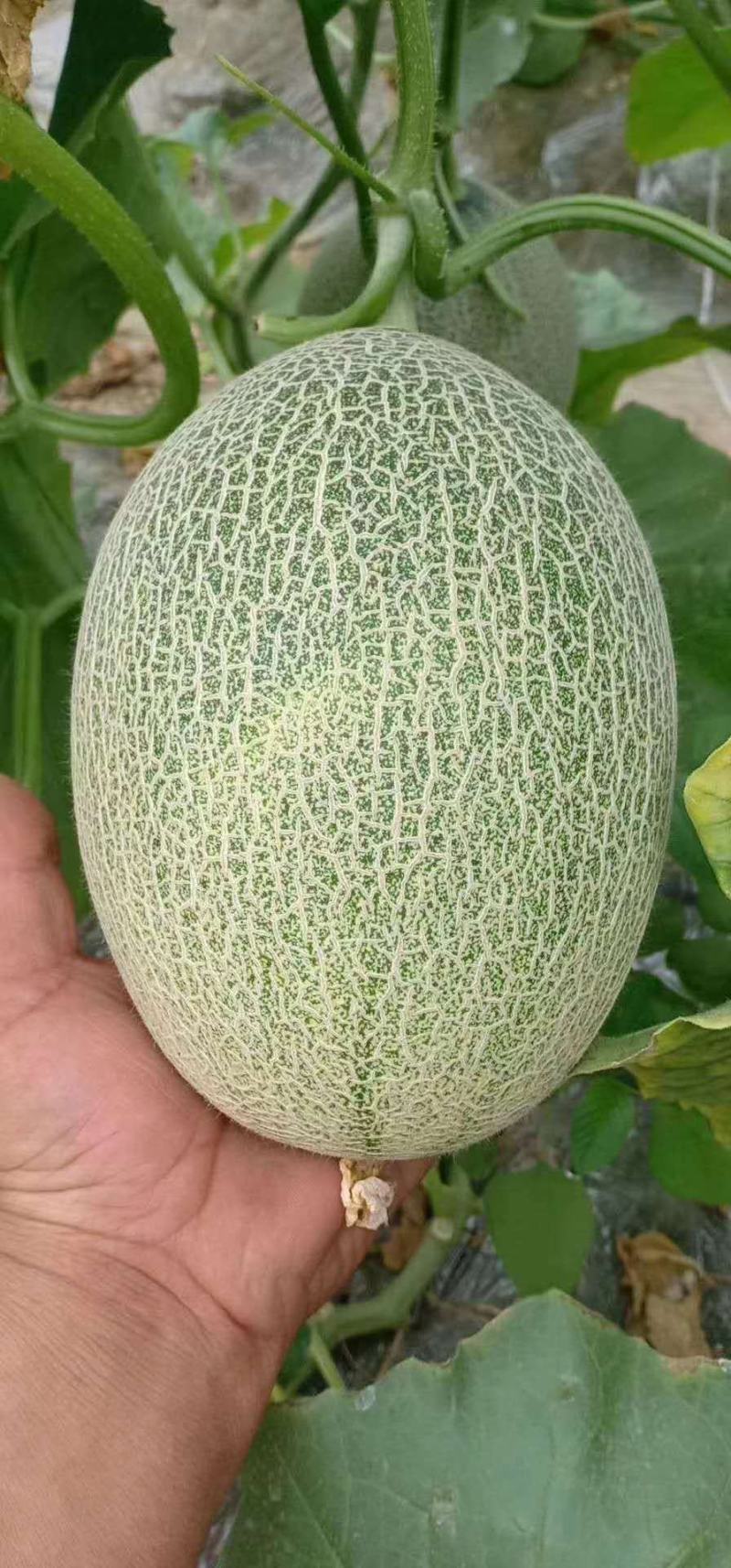 哈密瓜
