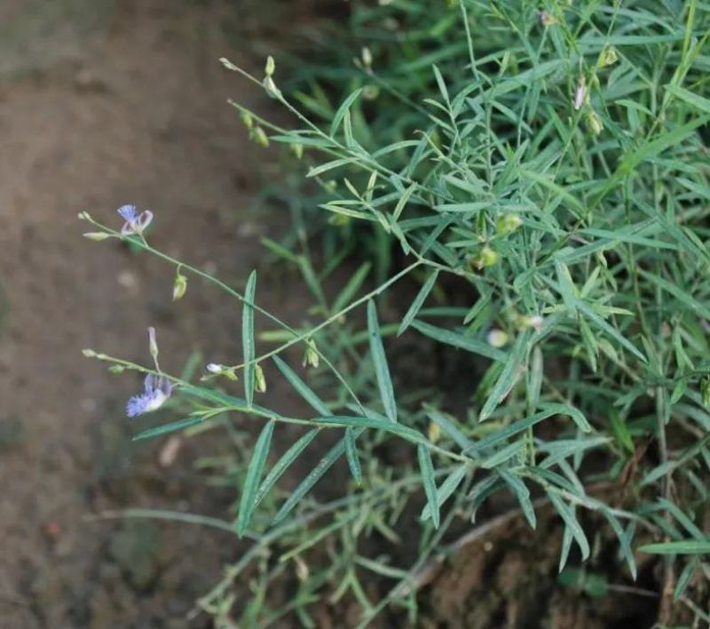 精选远志种籽新远志种子春秋四季种植抗旱抗寒中药材黄芩柴胡