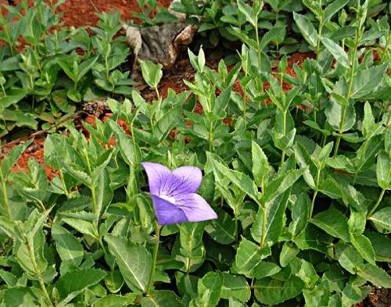 精选远志种籽新远志种子春秋四季种植抗旱抗寒中药材黄芩柴胡