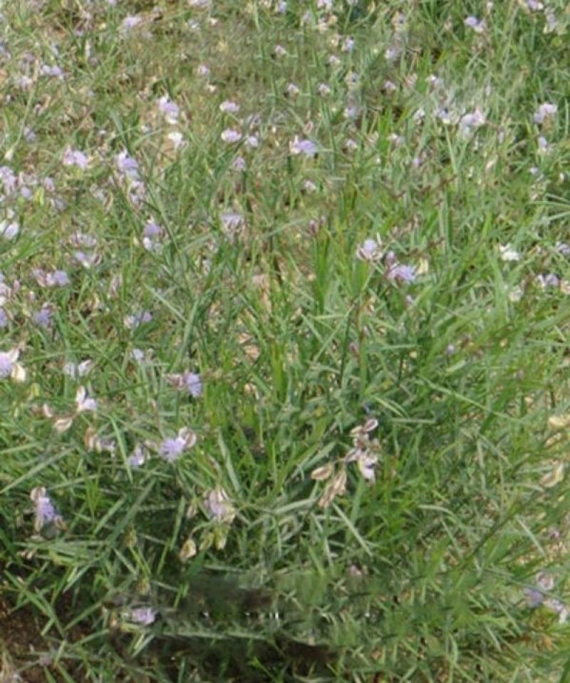 精选远志种籽新远志种子春秋四季种植抗旱抗寒中药材黄芩柴胡