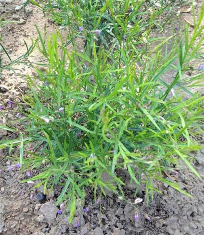 精选远志种籽新远志种子春秋四季种植抗旱抗寒中药材黄芩柴胡