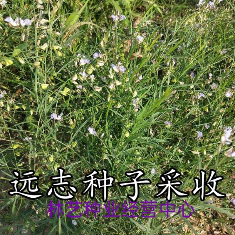 精选远志种籽新远志种子春秋四季种植抗旱抗寒中药材黄芩柴胡