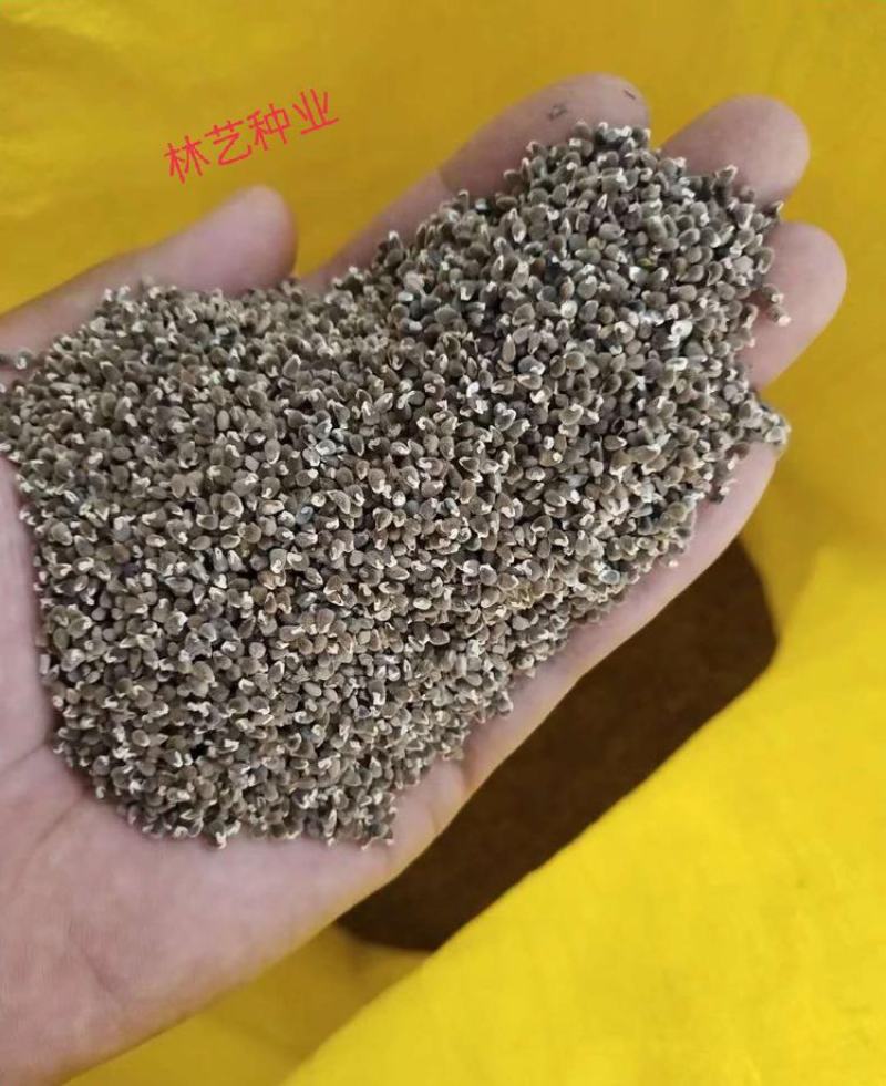 精选远志种籽新远志种子春秋四季种植抗旱抗寒中药材黄芩柴胡
