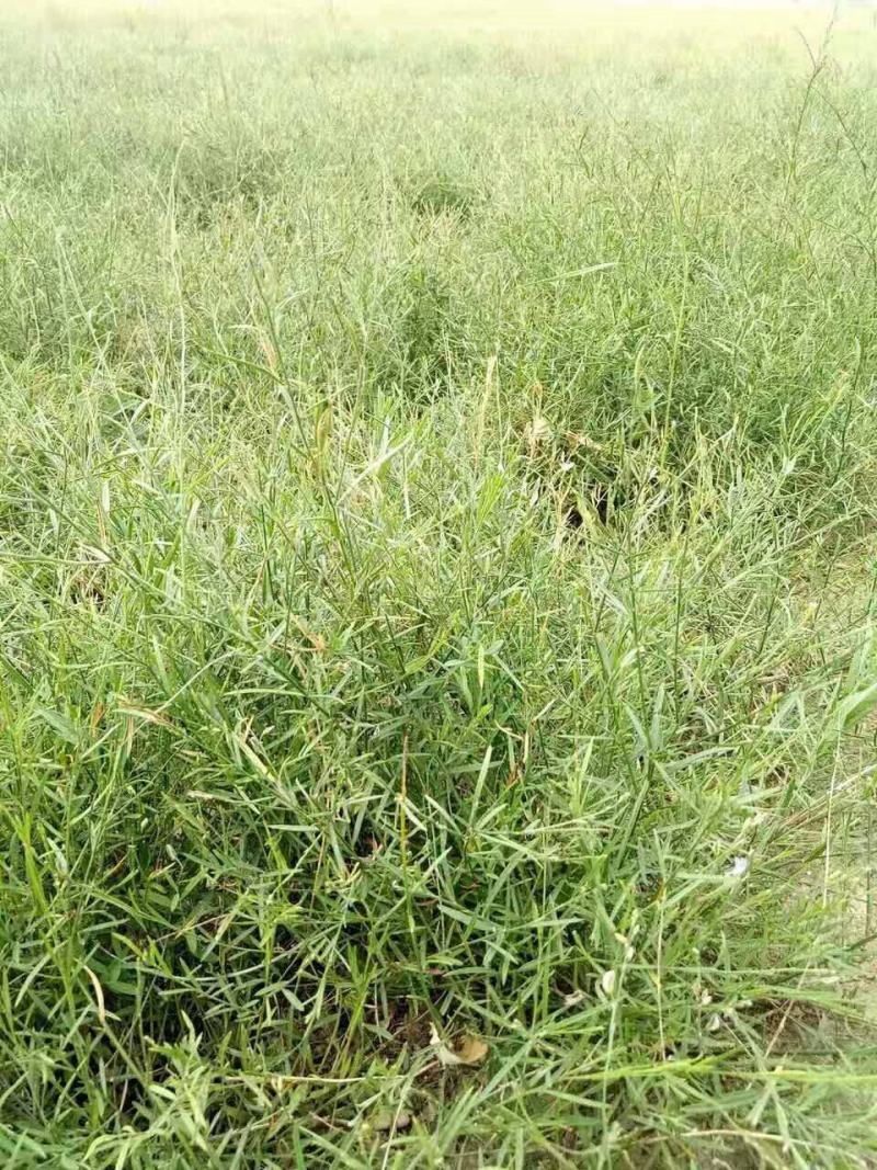 精选远志种籽新远志种子春秋四季种植抗旱抗寒中药材黄芩柴胡