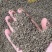 精选远志种籽新远志种子春秋四季种植抗旱抗寒中药材黄芩柴胡