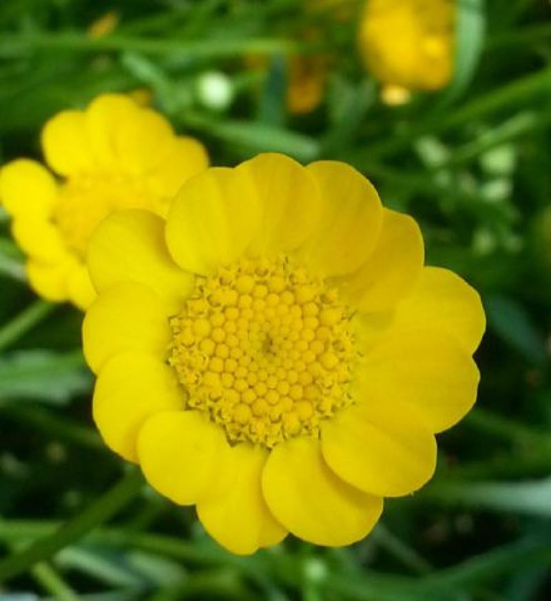 黄晶菊种子四季易种花草花卉种子黄晶菊种籽花籽