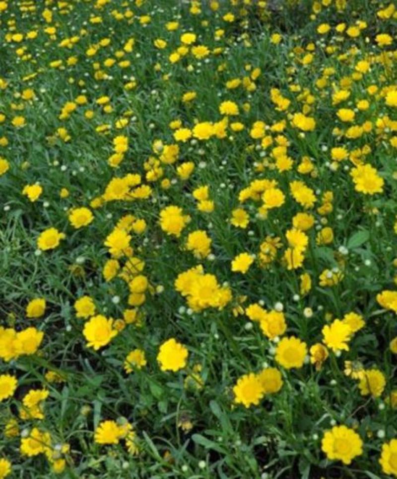 黄晶菊种子四季易种花草花卉种子黄晶菊种籽花籽