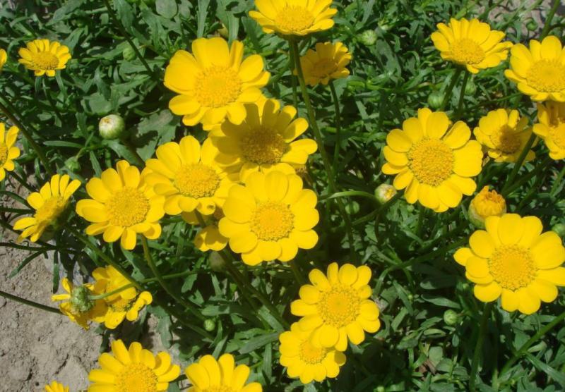 黄晶菊种子四季易种花草花卉种子黄晶菊种籽花籽