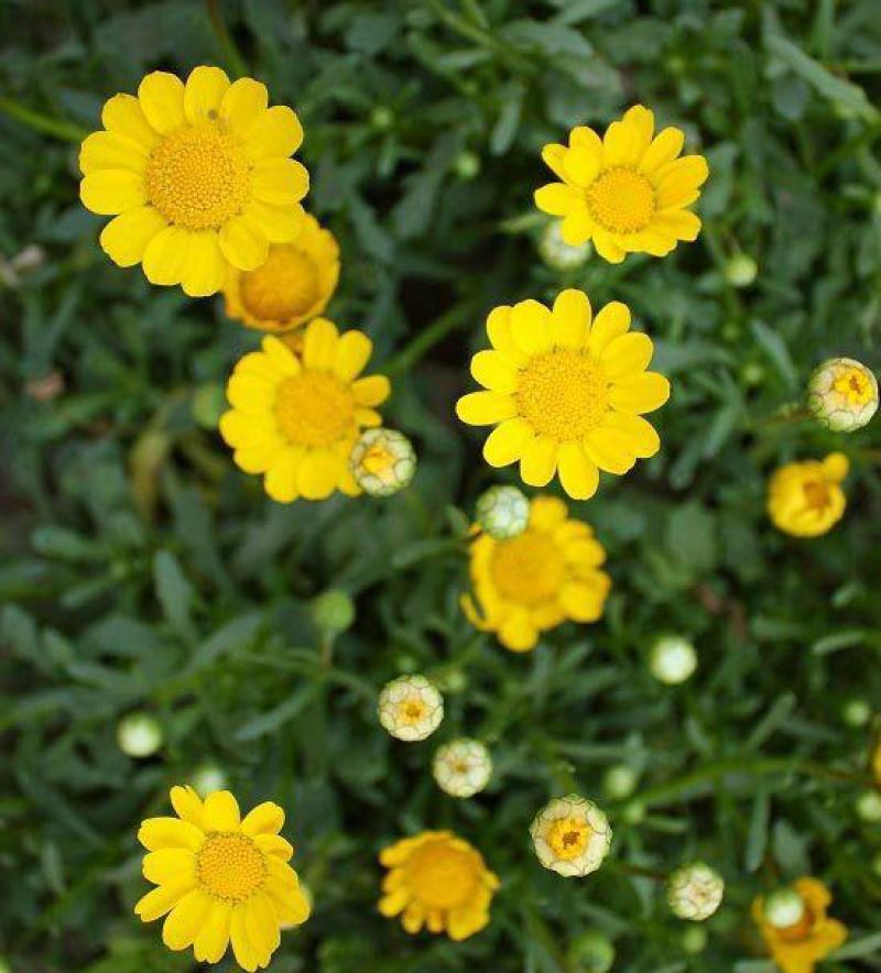 黄晶菊种子四季易种花草花卉种子黄晶菊种籽花籽