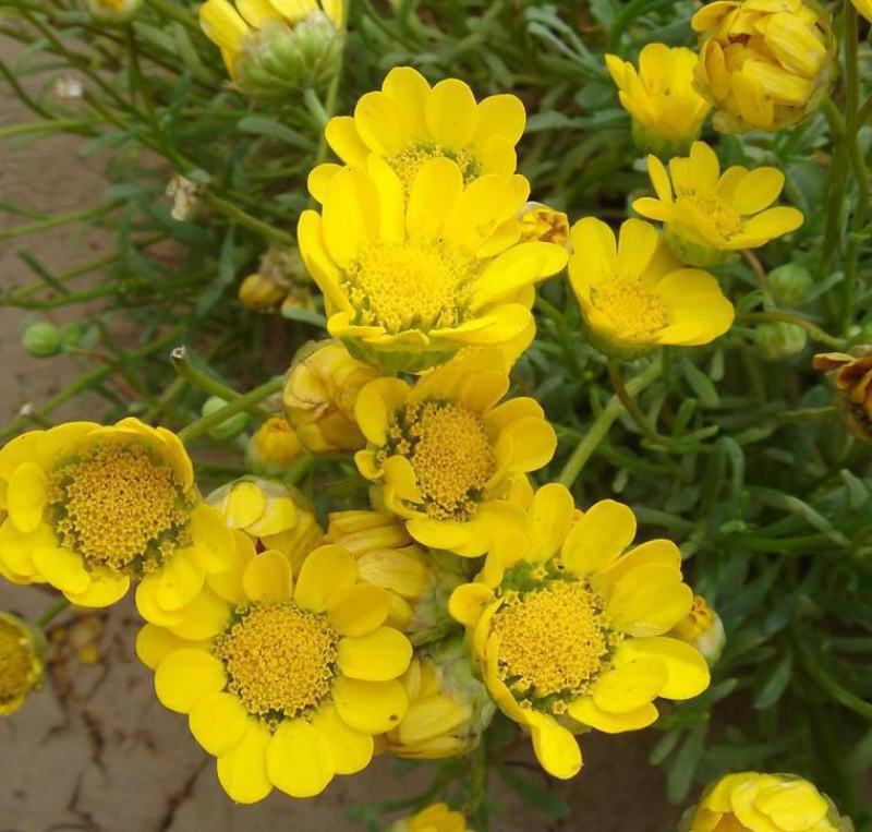 黄晶菊种子四季易种花草花卉种子黄晶菊种籽花籽