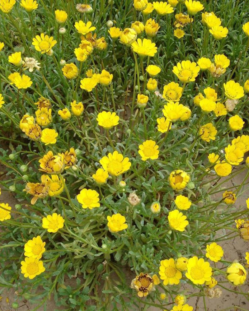 黄晶菊种子四季易种花草花卉种子黄晶菊种籽花籽