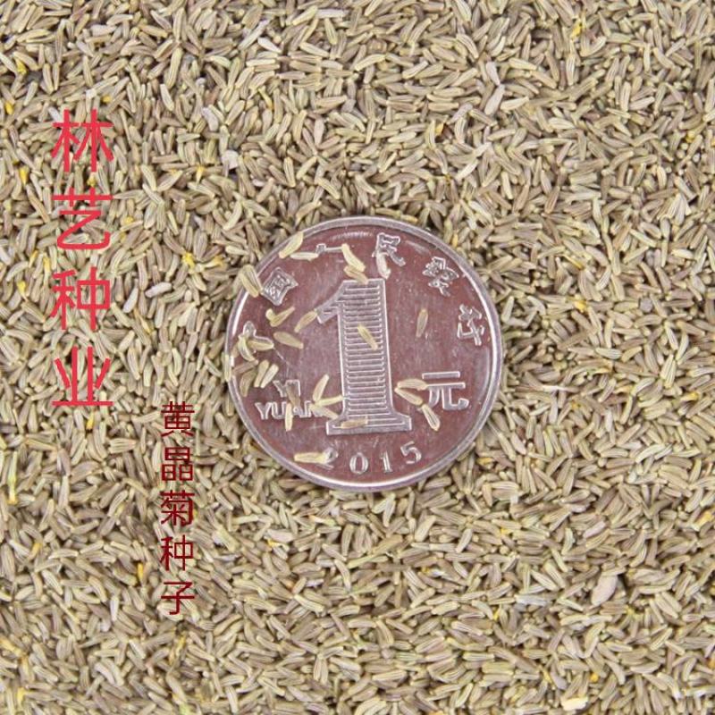 黄晶菊种子四季易种花草花卉种子黄晶菊种籽花籽
