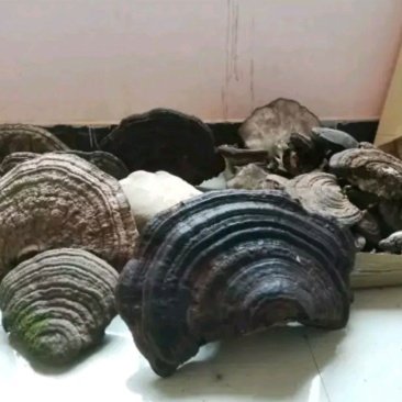 树舌灵芝