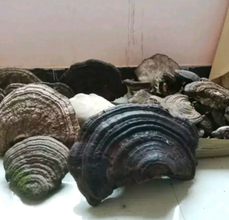 树舌灵芝