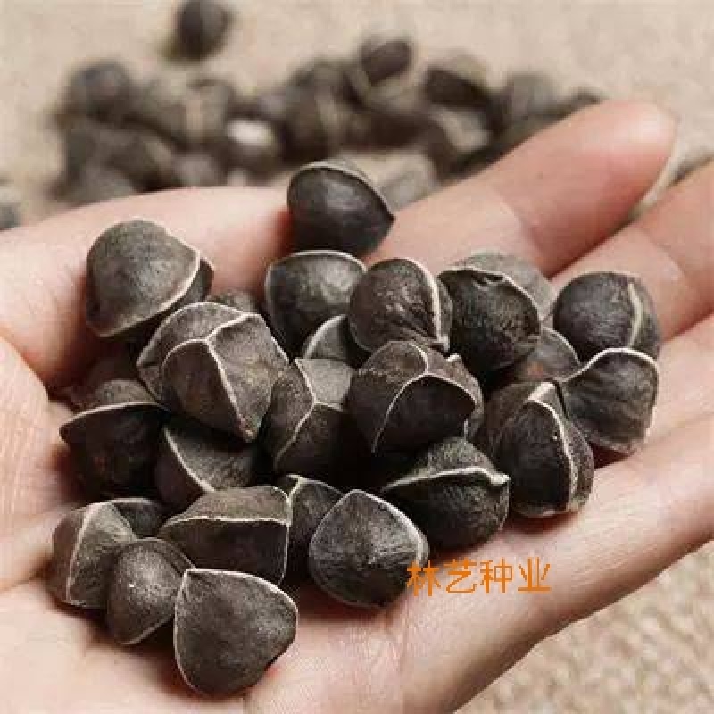 辣木种子林木种籽国产散装四季多年生景观绿化工程观叶种孑