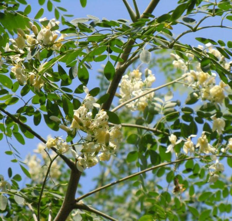 辣木种子林木种籽国产散装四季多年生景观绿化工程观叶种孑